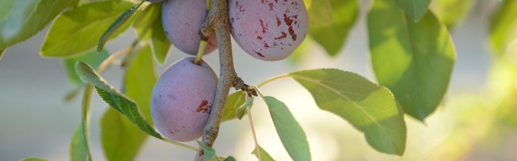 Sunsweet® Ingredients are produced by Sunsweet Growers Inc., a grower-owned cooperative founded in the valleys of Northern California in 1917.